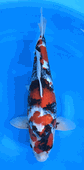 Niigata 3427<br>20"-21" Hoshikin Showa <br>Female, 2yrs, Certificate <br> $3600