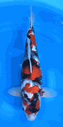 Niigata 3427<br>20"-21" Hoshikin Showa <br>Female, 2yrs, Certificate <br> $3600