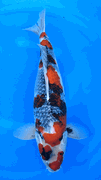 Niigata 3428<br>20"-21" Hoshikin Showa <br>Female, 2yrs, Certificate <br> $3000