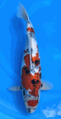 Niigata 3429<br>20"-21" Hoshikin Showa <br>Female, 2yrs, Certificate <br> $2600