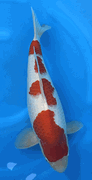 Niigata 3430<br>19"-20" Hoshikin Kohaku <br>Male, 2yrs, Certificate <br> $1400