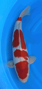 Niigata 3431<br>20"-21" Hoshikin Kohaku <br>Male, 2yrs, Certificate <br> $1400