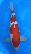 Niigata 3432<br>20" Hoshikin Kohaku <br>Male, 2yrs, Certificate <br> $1400