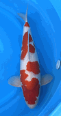 Niigata 3433<br>21"-22" Hoshikin Kohaku <br>Male, 2yrs, Certificate <br> $1400