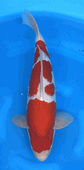 Niigata 3434<br>20"-21" Hoshikin Kohaku <br>Male, 2yrs, Certificate <br> $1400