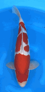 Niigata 3434<br>20"-21" Hoshikin Kohaku <br>Male, 2yrs, Certificate <br> $1400