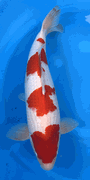 Niigata 3435<br>20" Hoshikin Kohaku <br>Male, 2yrs, Certificate <br> $1400