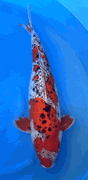Niigata 3436<br>50-52cm Goshiki Sanke <br> Miyako, Female, 3 yrs <br>(Rare & Unique) $1400