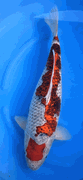 Niigata 3438<br>50-52cm Kage Goshiki Sanke <br> Miyako, Female, 3 yrs <br>(Rare & Unique) $1400