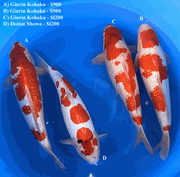 Niigata 3440<br>50-51cm Mix Variety <br>Hiroi, Male/Female, 2yrs <br> $900-$1200/each