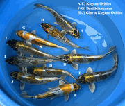 Niigata 3441<br>14"-15" Mix Variety <br>Miyako, Male/Female, 2yrs <br> $600/each