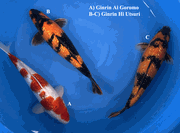 Niigata 3442<br>13"-15" Mix Variety <br>Sakazume, Male/Female, 2yrs <br> $600/each