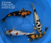 Niigata 3443<br>14"-17" Mix Variety <br>Sakazume, Male/Female, 2yrs <br> $700/each