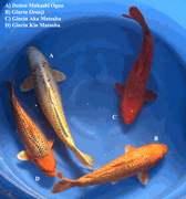 Niigata 3444<br>14"-17" Mix Variety <br>Maruhiro, Male/Female, 2yrs <br> $600/each