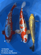 Niigata 3445<br>14"-17" Mix Variety <br>Maruhiro, Male, 2yrs <br> $700/each