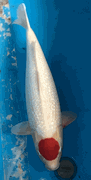 Niigata 3446<br>24" GinrinTancho Kohaku <br>Tanaka, Female, 3yrs <br> $3800