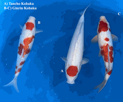 Niigata 3447<br>14"-17" Mix Variety <br>Tanaka, Male/Female, 2yrs <br> $600/each