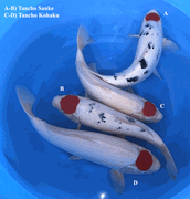 Niigata 3448<br>18"-20" Mix Tancho <br>Marukyu, Female, 2yrs <br> $1400/each