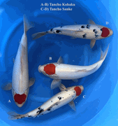 Niigata 3449<br>17"-19" Mix Tancho <br>Marukyu, Male, 2yrs <br> $800/each