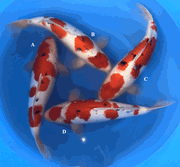 Niigata 3450<br>17"-19" Sanke <br>Marukyu, Male, 2yrs <br> $900/each