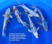 Niigata 3452<br>32-37cm Mix Variety <br>Yamasan, Male/Female, 2yrs <br> $450/each