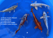 Niigata 3453<br>32-37cm Mix Variety <br>Yamasan, Male/Female, 2yrs <br> $450/each