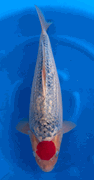 Niigata 3454<br>19"-20" Tancho Goshiki <br>Hiroi, Male, 2yrs <br> $1200