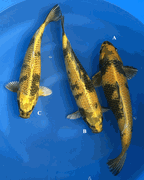 Niigata 3456<br>14"-16" Mix Variety <br>Marusaka, Sex: Unknow, 2yrs <br> $600/each