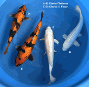 Niigata 3457<br>35-38cm Mix Variety <br>Sakazume, Sex: Unknow, 2yrs <br> $600/each
