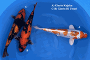 Niigata 3458<br>35-38cm Mix Variety <br>Sakazume, Sex: Unknow, 2yrs <br> $600/each