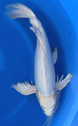 Niigata 3459<br>22"-23" Ginrin Platinum Butterfly <br>Yamasan, Sex: male, 3yrs <br> $1400