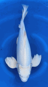 Niigata 3460<br>20"-21" Ginrin Platinum Butterfly <br>Yamasan, Sex: female, 3yrs <br> $1400