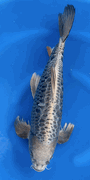 Niigata 3461<br>21"-22" Aragoke Kikokuryu Butterfly <br>Yamasan, Sex: male, 3yrs <br> $1800