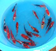 Niigata 443<br> 6"-8" Mixed Variety