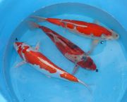 Niigata  66 <br> 15"-17" Mixed Variety ($500 - $600)