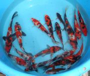 Niigata 661 <br>6"-9" Mixed Variety 