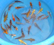 Niigata 671 <br>6"-8" Mixed Variety
