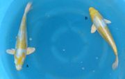 Niigata 691 <br>14" Lemon Hariwake <br>$350/each