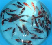 Niigata 732 <br> 6"-8" Mixed Variety