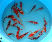Niigata 941<br> 4"- 7" Mixed Variety