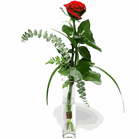 1- Red Rose Single Rose w HVD BEAR