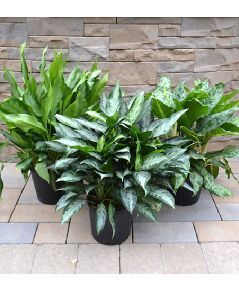 10" Assorted Aglaonema plants