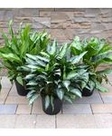 10" Assorted Aglaonema plants
