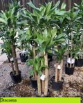 10 inch � Dracaena