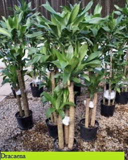 10 inch � Dracaena