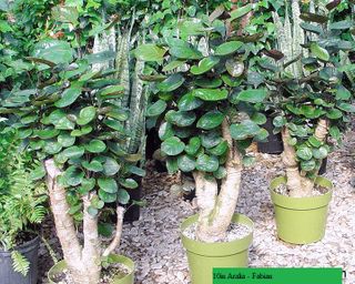 10in Aralia - Fabian  Aglaonema one pot