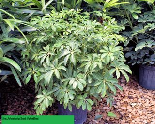 10in Arboricola Bush Schefflera