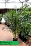 10in Chamaedorea Hooperiana Palm