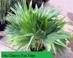 10in Chinese Fan Palm