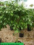 10in Ficus Benjamina Braid